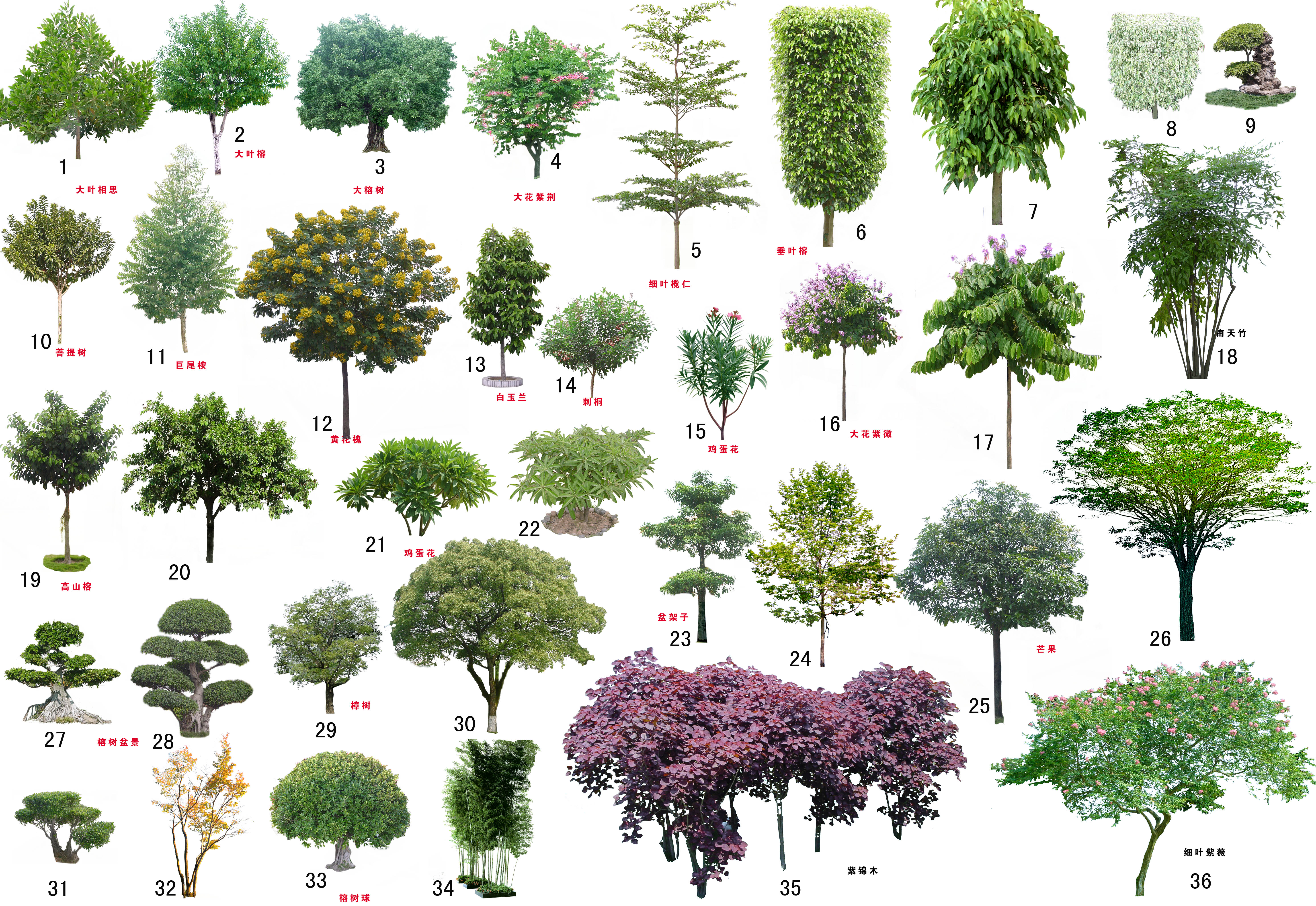 Набор деревьев для фотошопа