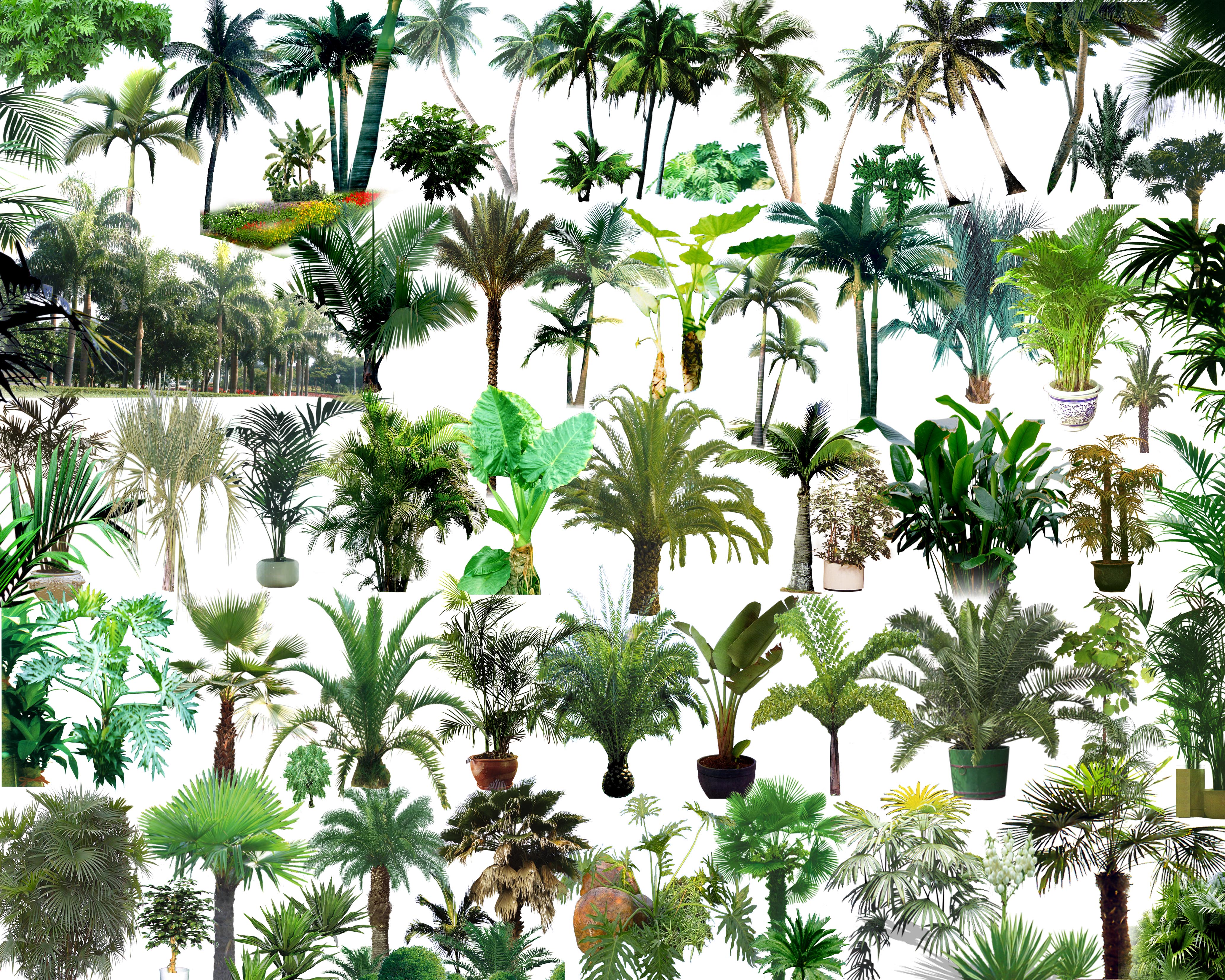 psd tropical plants